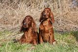 SETTER IRLANDAIS 213